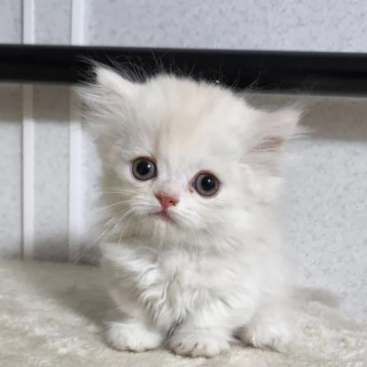 ID：2207-01362の子猫