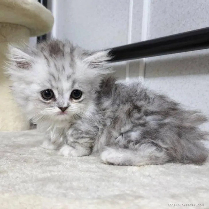 ID：2207-01338の子猫