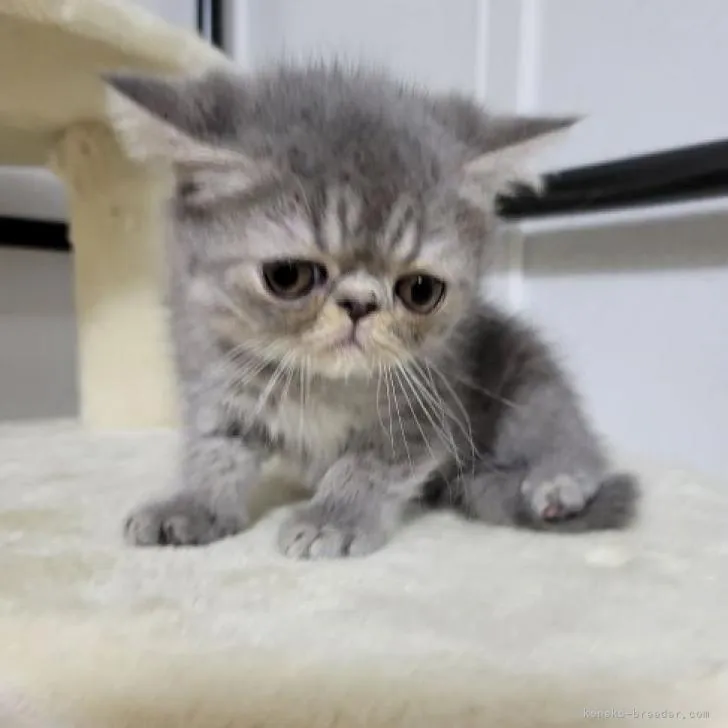 ID:2208-00064の子猫