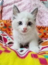 ラグドール【千葉県・男の子・2017年5月17日・ブルーポイントバイカラー】の写真1