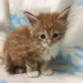 メインクーン【千葉県・男の子・2016年10月3日・レッドタビー&ホワイト】の写真1