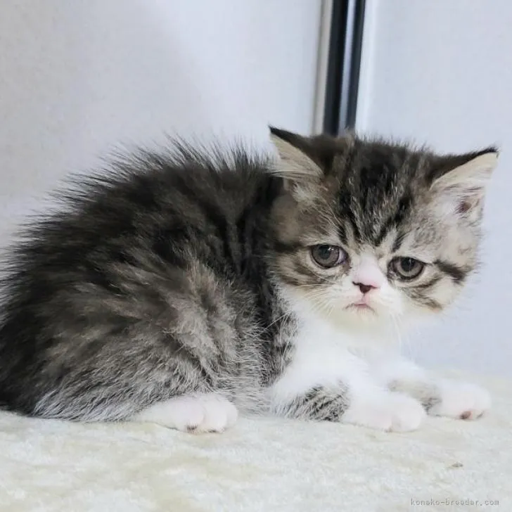 ID：2206-03384の子猫