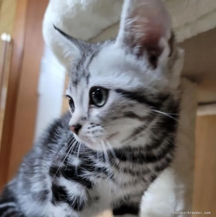 ID:2206-03136の子猫
