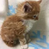 メインクーン【千葉県・男の子・2016年10月3日・レッドタビー&ホワイト】の写真2