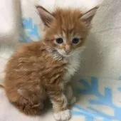 メインクーン【千葉県・男の子・2016年10月3日・レッドタビー&ホワイト】の写真3