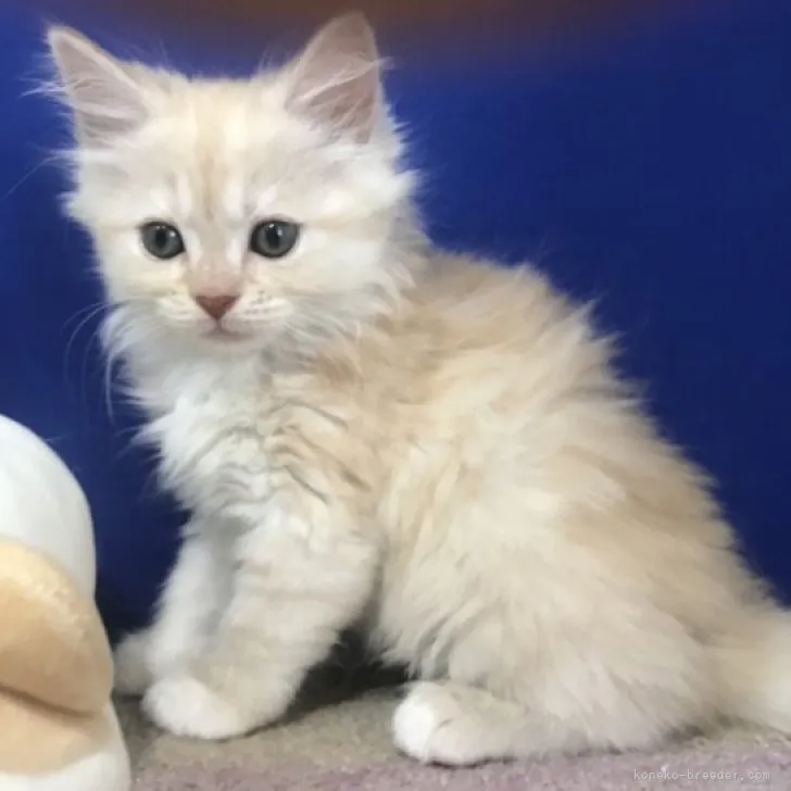 ID:2307-00027の子猫
