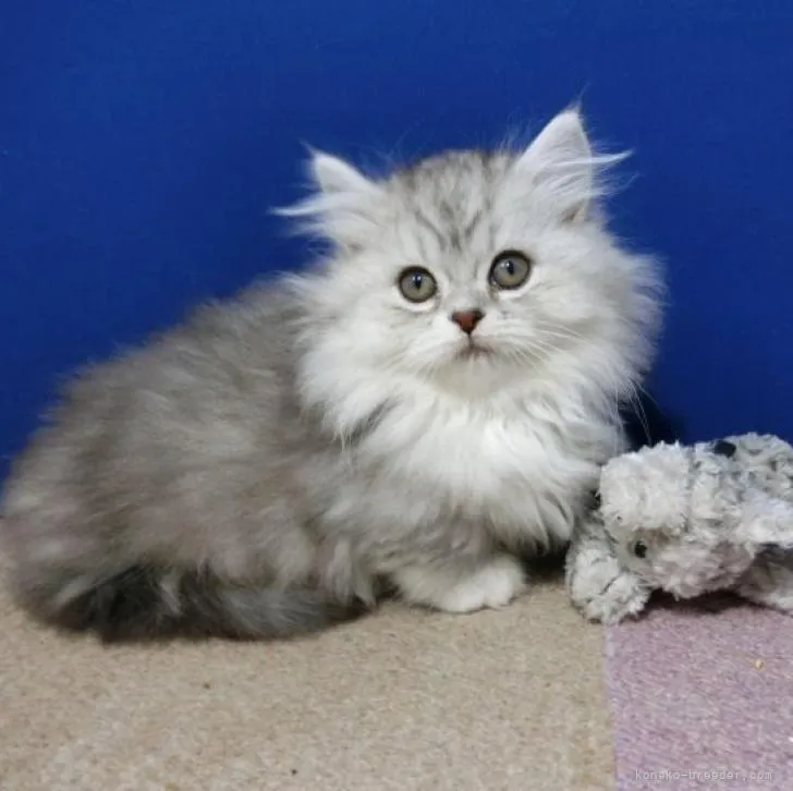ID:2212-02387の子猫