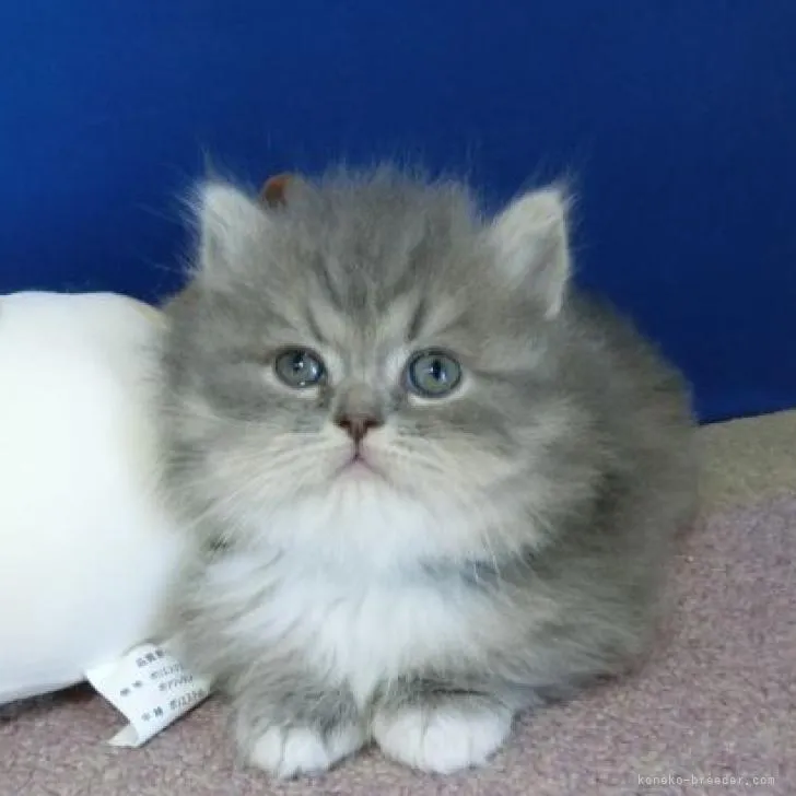 ID:2211-02546の子猫