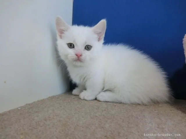 ID:2202-01321の子猫