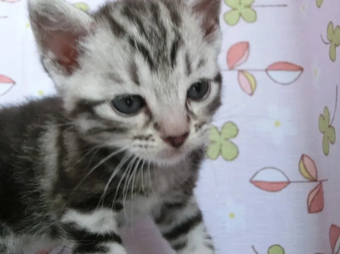 ID:1408-00153の子猫