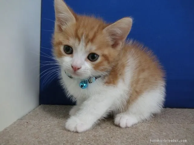 ID：2004-01574の子猫