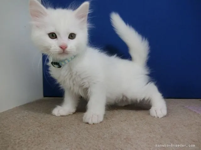 ID：2107-01025の子猫