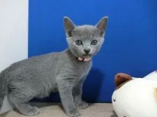 ロシアンブルー【群馬県・女の子・2020年9月18日・ブルー】の写真1