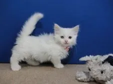 マンチカン(短足)【群馬県・女の子・2021年5月20日・ホワイト】の写真1「７月５日撮影」