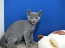 ロシアンブルー【群馬県・女の子・2020年9月18日・ブルー】の写真2