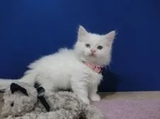 マンチカン(短足)【群馬県・女の子・2021年5月20日・ホワイト】の写真2