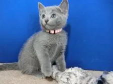 ロシアンブルー【群馬県・女の子・2021年5月6日・ブルー】の写真3