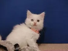 マンチカン(短足)【群馬県・女の子・2021年5月20日・ホワイト】の写真3