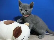 ロシアンブルー【群馬県・女の子・2020年9月18日・ブルー】の写真4