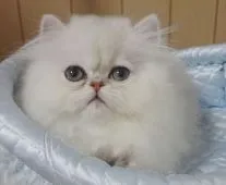 ペルシャ(チンチラ)【大阪府・女の子・2016年12月19日・シェーデッドシルバー】の写真3