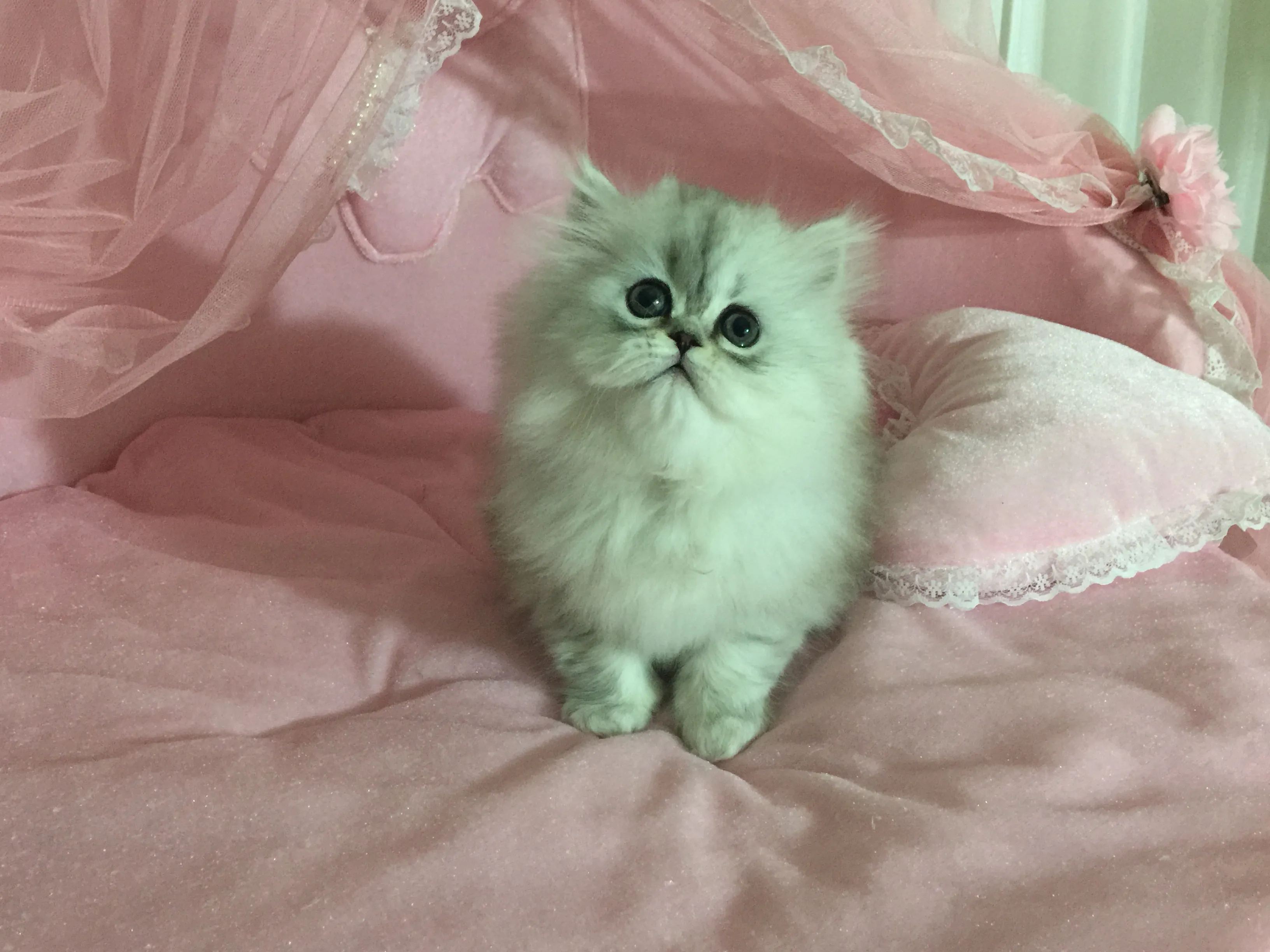 ID：1603-00642の子猫