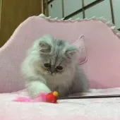 ペルシャ(チンチラ)【千葉県・男の子・2016年7月14日・シェーデッドシルバー】の写真4