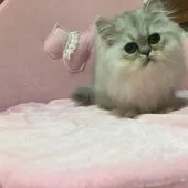 ペルシャ(チンチラ)【千葉県・男の子・2016年7月14日・シェーデッドシルバー】の写真5