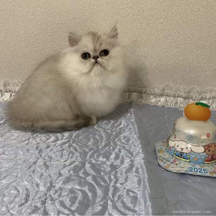 ID：2501-00310の子猫