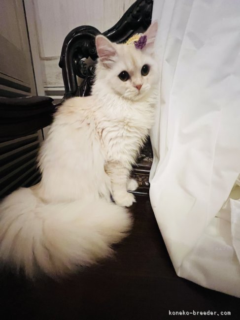 水木由佳ブリーダーのブログ：シフォン君♡