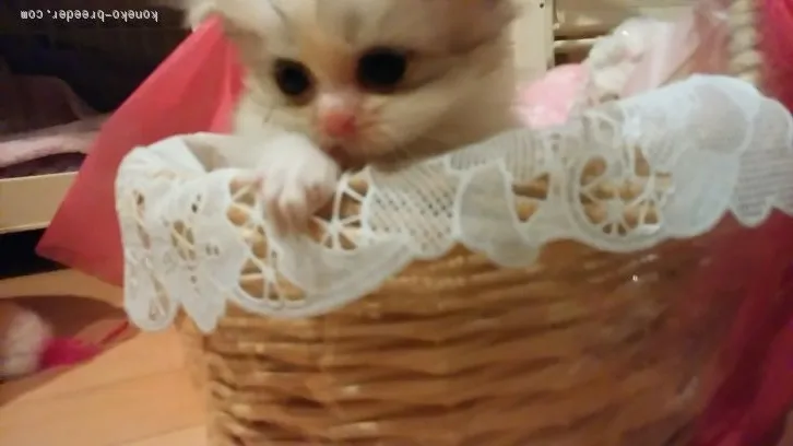 ID:1603-00044の子猫