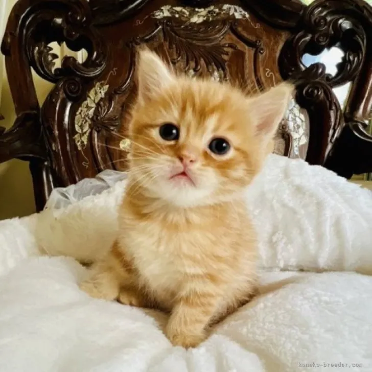 ID：2304-02875の子猫