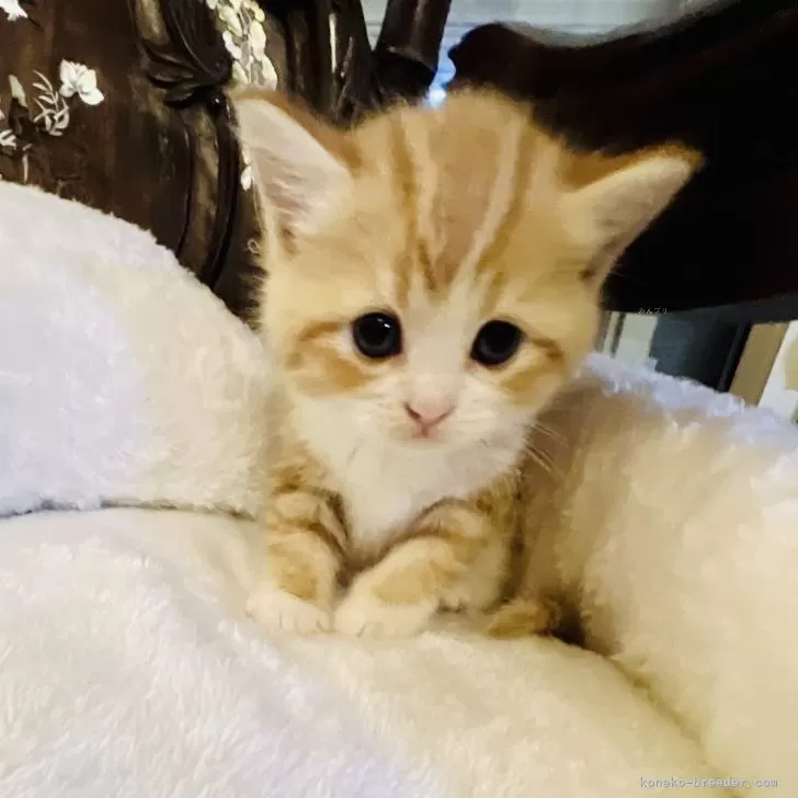 ID：2407-03072の子猫