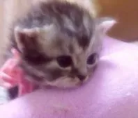 ID:1505-00184の子猫