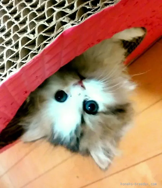 ID:1601-00078の子猫