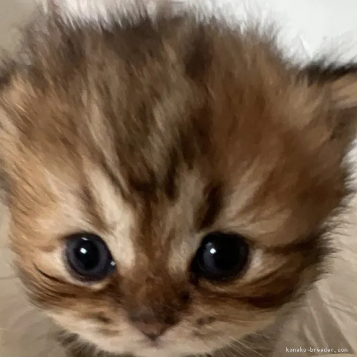 ID：2306-02478の子猫