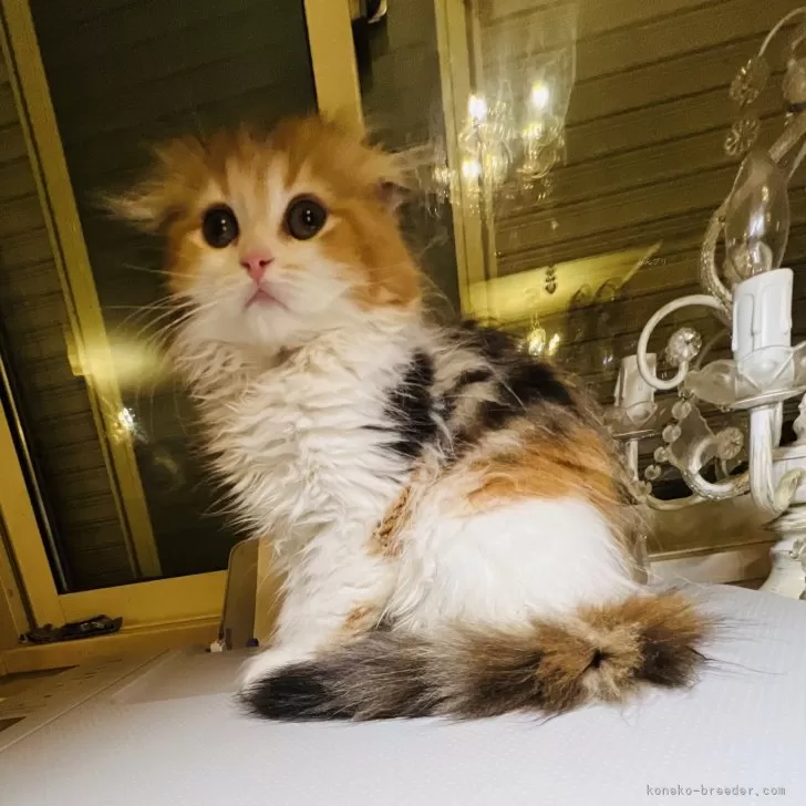 よっしー 様のお迎えした子猫