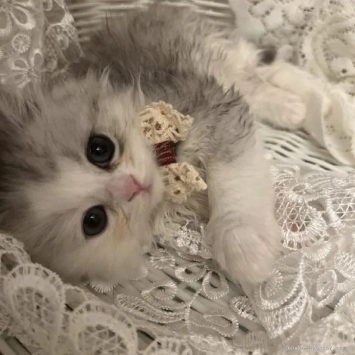 ID:2305-02936の子猫