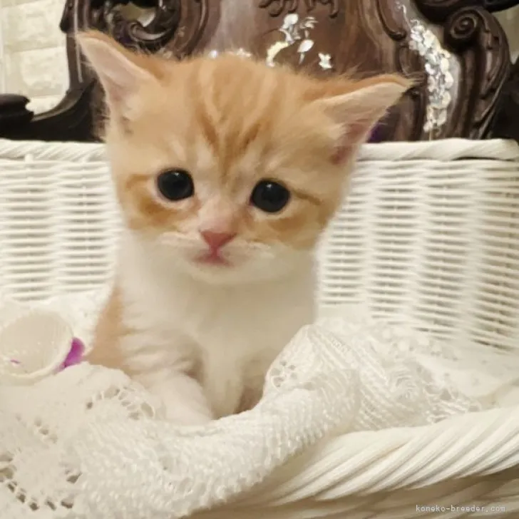 ID：2305-02630の子猫