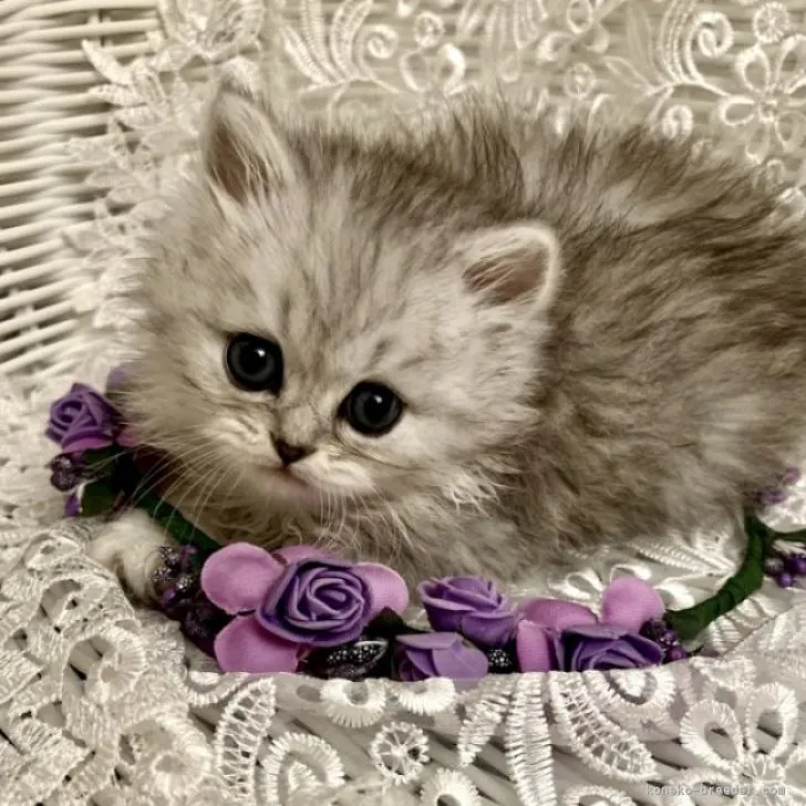 ID:2305-03119の子猫