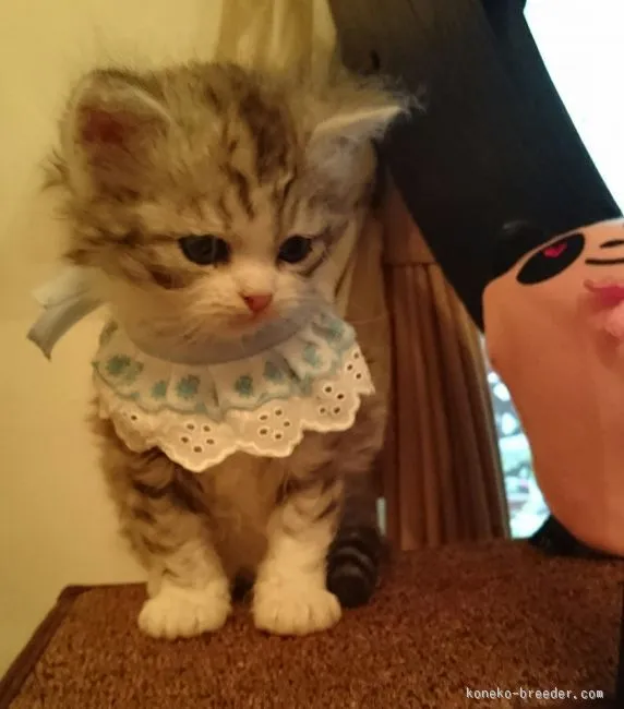 ID:1511-00270の子猫