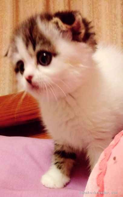 ID:1704-00718の子猫