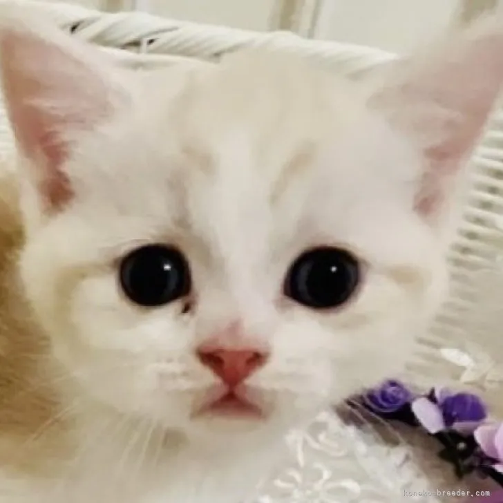 ID：2303-02230の子猫