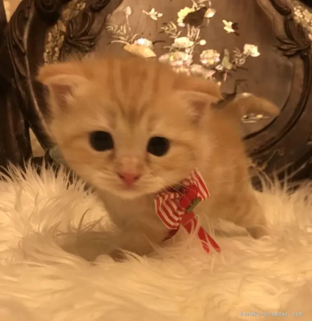 ID：2108-01526の子猫