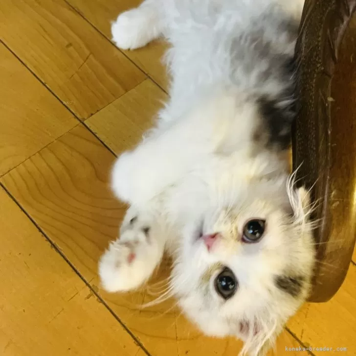 E.I 様のお迎えした子猫