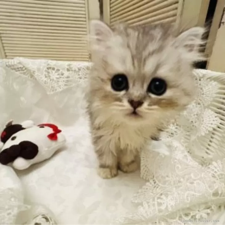 ゆかりんご 様のお迎えした子猫