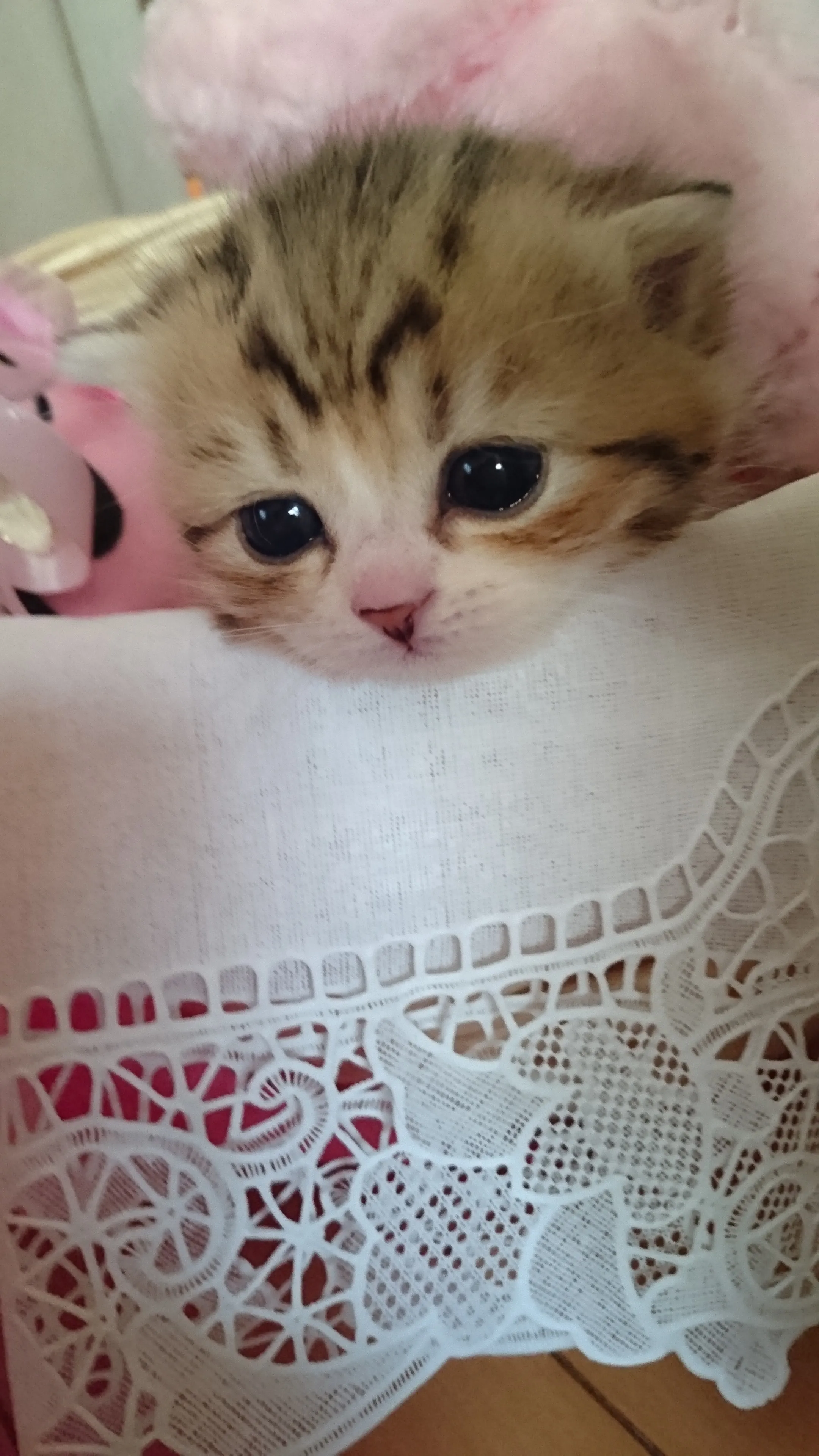 ID：1604-00095の子猫
