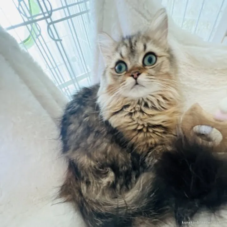 ID：2310-01098の子猫