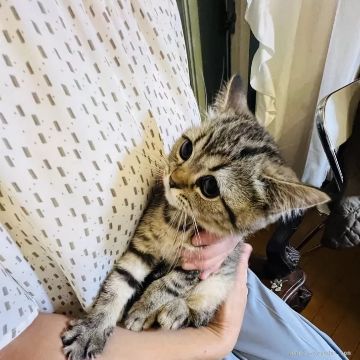 あやぽん 様のお迎えした子猫