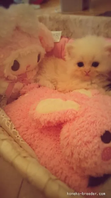 ID:1602-00136の子猫