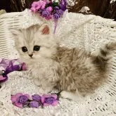 スコティッシュフォールド(立ち耳)【神奈川県・男の子・2023年4月15日・シルバータビーアンドホワイト】の写真4「♡」